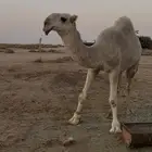 قعود باتلي فاخر سلالة ابو عجاريد يجذع