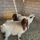 رخال نعيمي