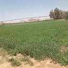 مزارع عيينة افراغ فوري