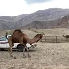 للبيع جمل احمر