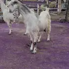 عنزين مشاريك دفيع جروم طيبه