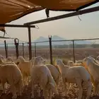 طليان ذبايح مقله شحم