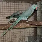دره هولندي