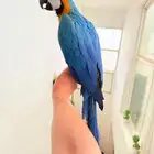 ببغاء مكاو بلو اند قولد اليف ولعوب ومتكلم عمر 10 شهور