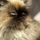 قطه قطوه قطط قط قطو هملايا