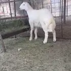 مشروع فحل صنف الصنف