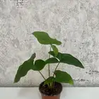 نبات داخلي