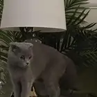 سكوتش فولد انثى