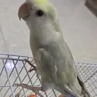 طير روز اليف