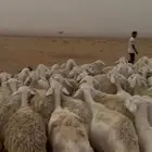 ضأن مقاني صنف مراح واحد حرش من حلال الطايف