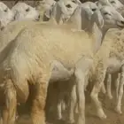 غنم حريات حرش رخال