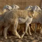 غنم حريات رخال جدعات