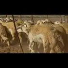 غنم حريات رخال صنف الصنف عددها 43راس