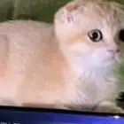 قطط سكوتش فولد