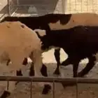 طليان سواكني مرابي