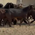 معزا قبرصيات دهم دفيع فاخره العدد 20 بالفحل