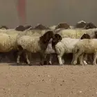 غنم نعيم دبس طيبه متابيع 20 معها 20