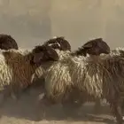 جذعات نعيم دبس طيبه العدد 19 البيع 1350