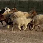 غنم مهاجين ونعيم متابيع طيبه 8 معها 8