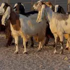 معزا مصريات ومشاريك جروم طيبه العدد 11