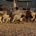 غنم نعيم متاويم طيبه 14 معها 28