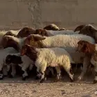 غنم نعيم متاويم بهمها هرافي 10 يتبعها 20