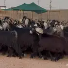 مراح معزا عوترض ربش فاخره العدد 58 بالفحول معها 22
