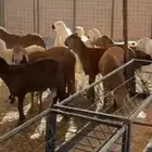 طليان مرابي