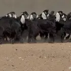 جذعات عوارض ربش طيبه 20 بالفحل فحلها معرف