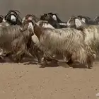 معزا عوارض ومصريات فاااخره صفر وربد العدد 31