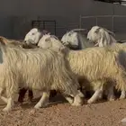 معزا مصريات طيبه وشبب الغالب ثنوات