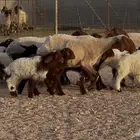غنم نعيم دبس متاويم 5 يتبعها 10