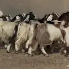 معزا مصريات وهجين قبرصي فواااخر دفيع العدد 14