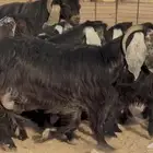 معزا عوارض متابيع طيبه عيالها ذبايح