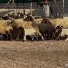 غنم نعيم مطافيل 19 يتبعها 19