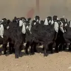 تبارك الله   جذعات عوارض ربش طيبه خوات بعض العدد 24