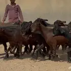 معزا شاميات دبس فواخر دفيع ومضاريع العدد 17 بالفحل