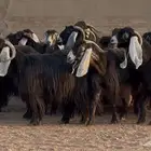 نقوة مراح عوارض جروم دفييع العدد 23