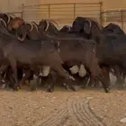 مراح معزا قبرصيات دفيع فاخره العدد 31