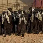 جذعات عوارض نوادر العدد 17