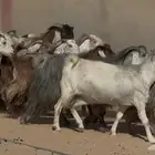 معزا مصريات فاخره دفييع العدد 22