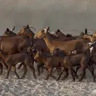 معزا جنوبيات دهم طيبه متابيع 16 معها 20