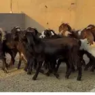 جذعات قبرصيات فاخره العدد 15