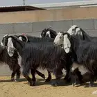 معزا ربد طيبه واشباب العدد 7