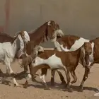 معزا مطورات فواخر 3 يتبعها 2