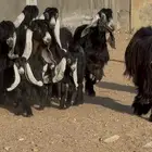 معزا عوارض اشباب متاويم العدد 8 معهد 14 والفحل