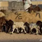 عرض فاخر   نعيم دبس متاويم 6 معها 12