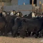 معزا عوارض دفيع وضريع شرط فحص سونار العدد 19 بالفحل