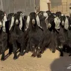 نقوة مراح أشباب فاخره العدد 30 بالفحل