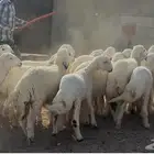 بهم حريات طيبه العدد 19 كلها خرفان ماعدا ثنتين رخال